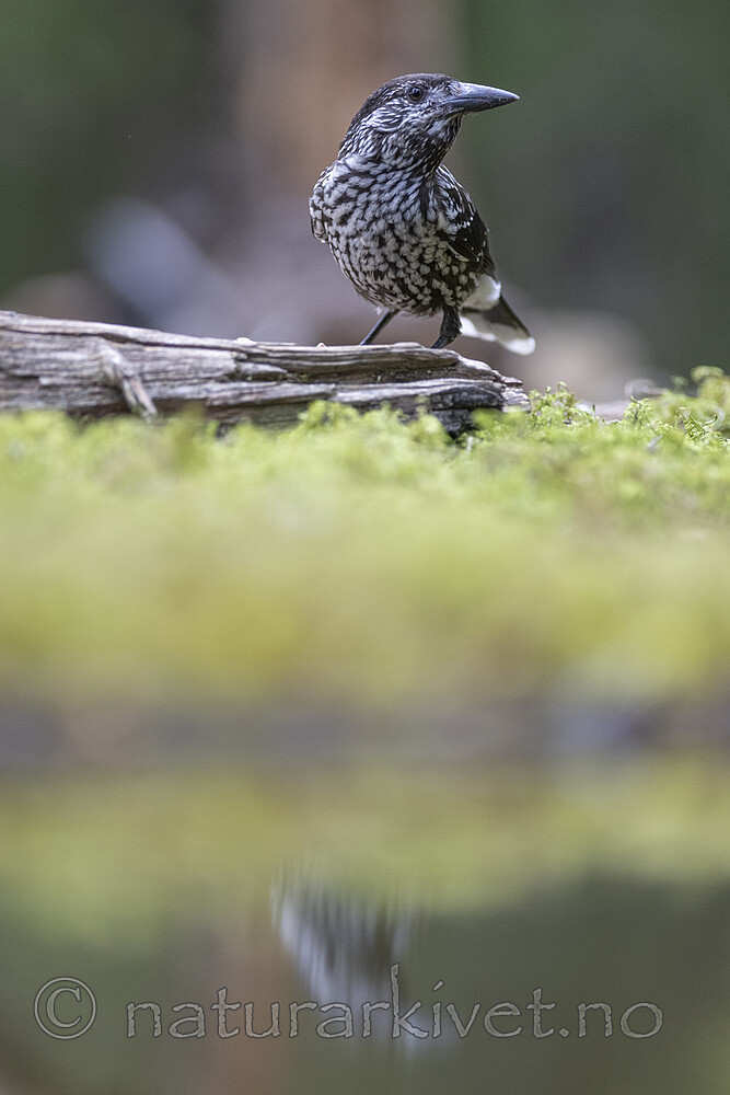 BB_20220730_0119 / Nucifraga caryocatactes / Nøttekråke