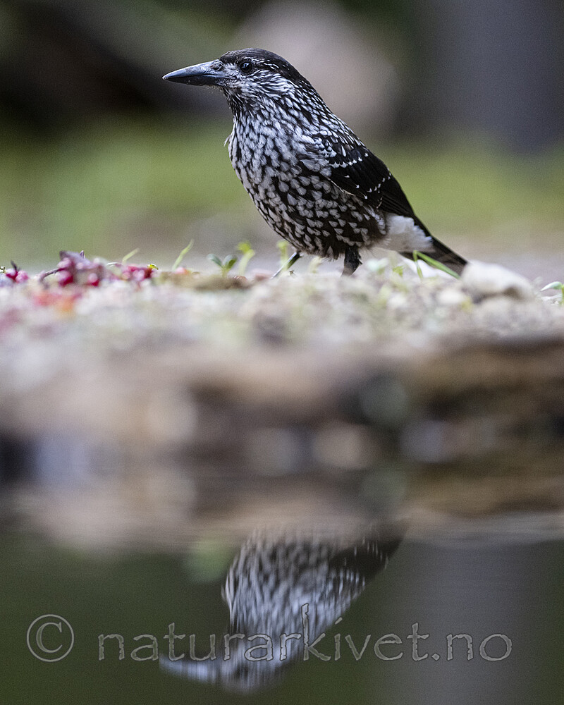 BB_20220730_0198 / Nucifraga caryocatactes / Nøttekråke