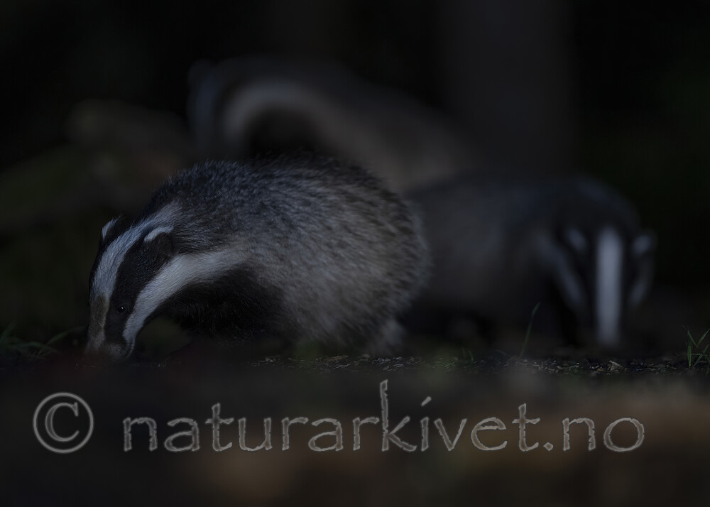 BB_20220730_0319-SharpenAI-Focus_2 / Meles meles / Grevling