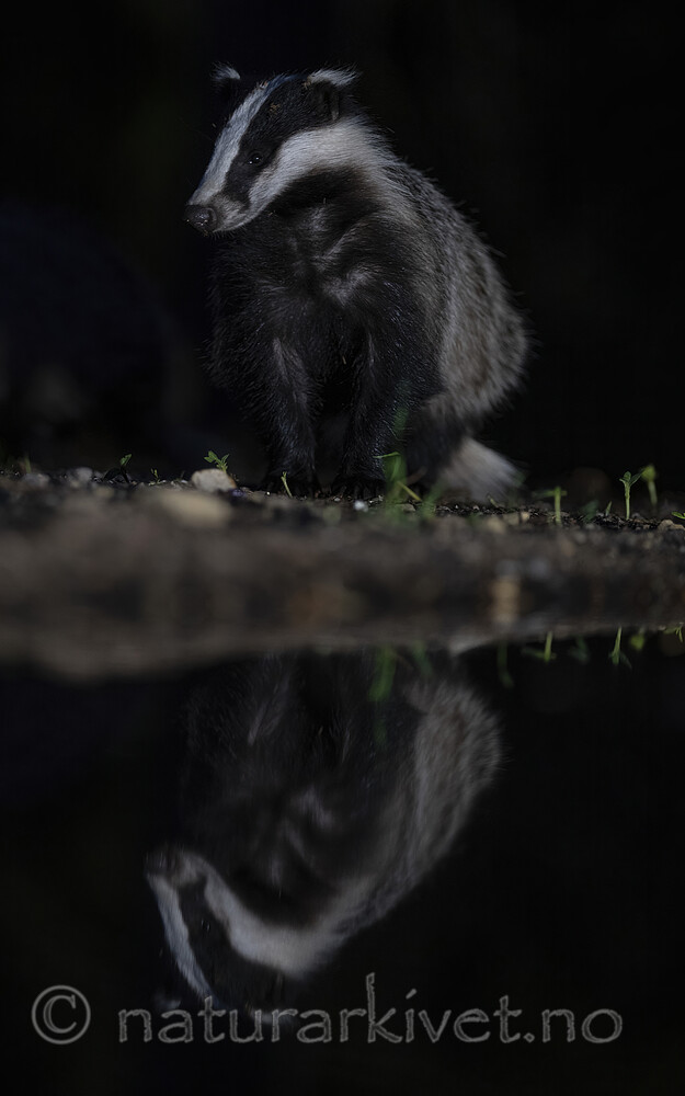 BB_20220730_0332-SharpenAI-Focus / Meles meles / Grevling