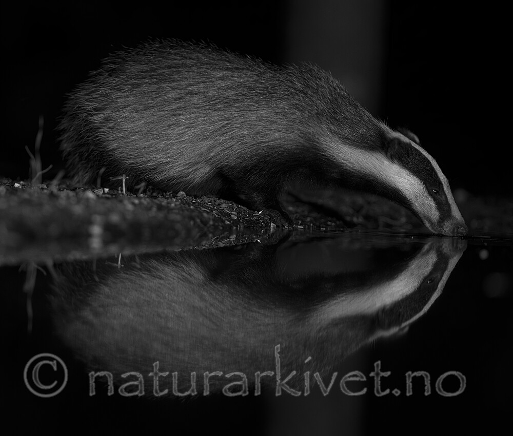 BB_20220730_0344-SharpenAI-Focus-2 / Meles meles / Grevling