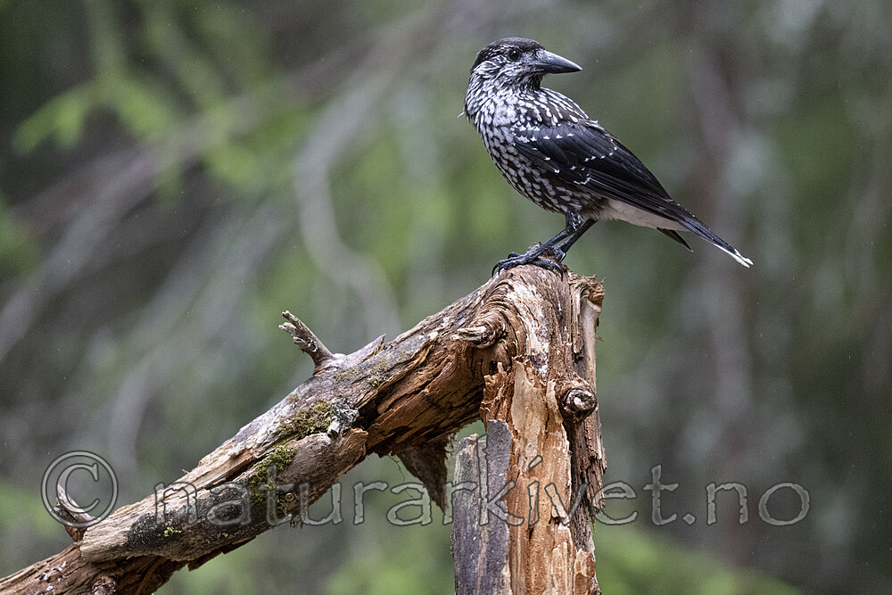 BB_20220731_0064 / Nucifraga caryocatactes / Nøttekråke