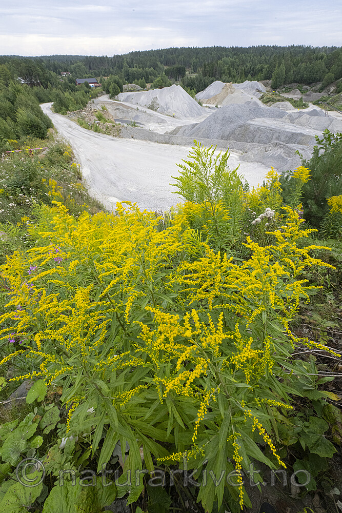 BB_20220731_0140 / Solidago canadensis / Kanadagullris