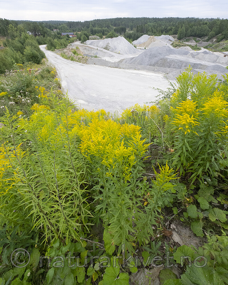 BB_20220731_0146 / Solidago canadensis / Kanadagullris