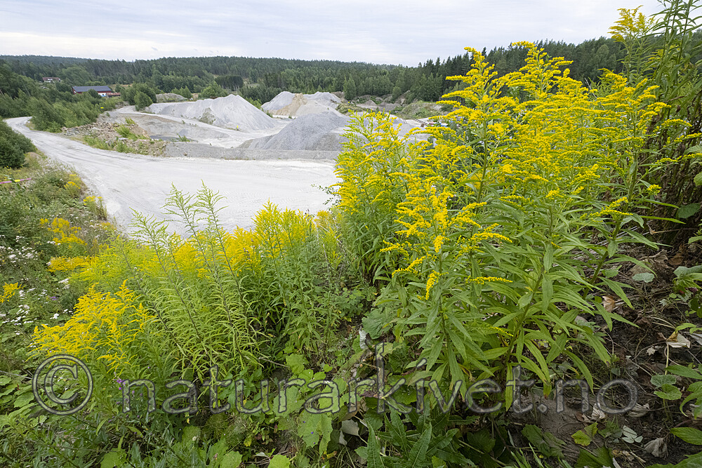 BB_20220731_0147 / Solidago canadensis / Kanadagullris