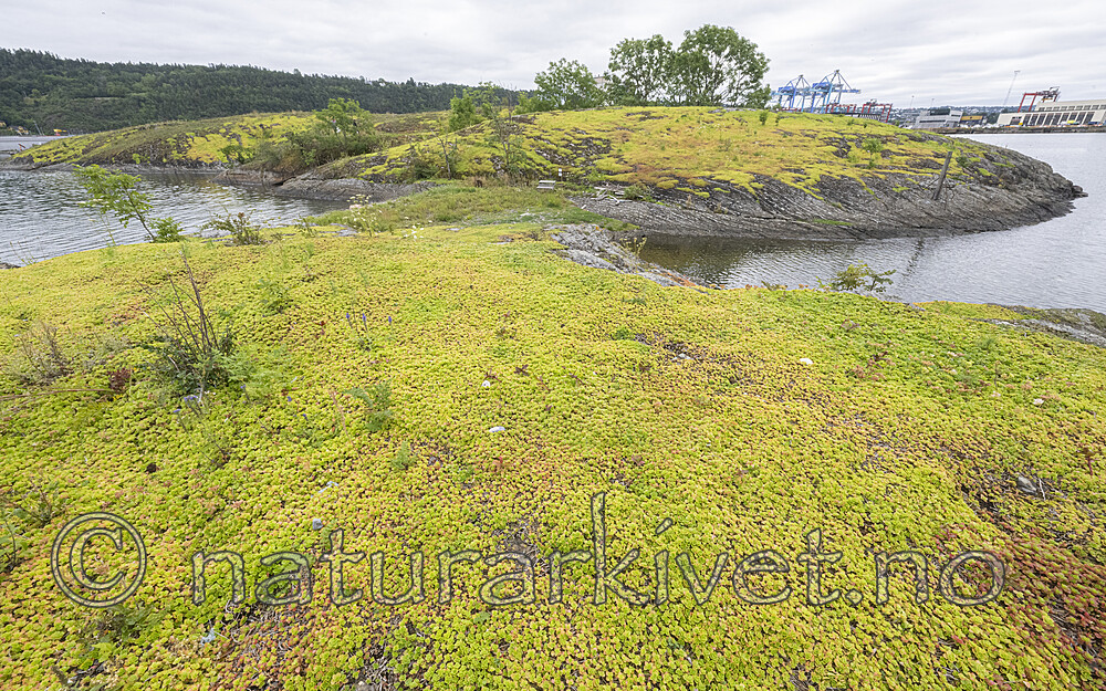 BB_20220802_0002 / Phedimus spurius / Gravbergknapp