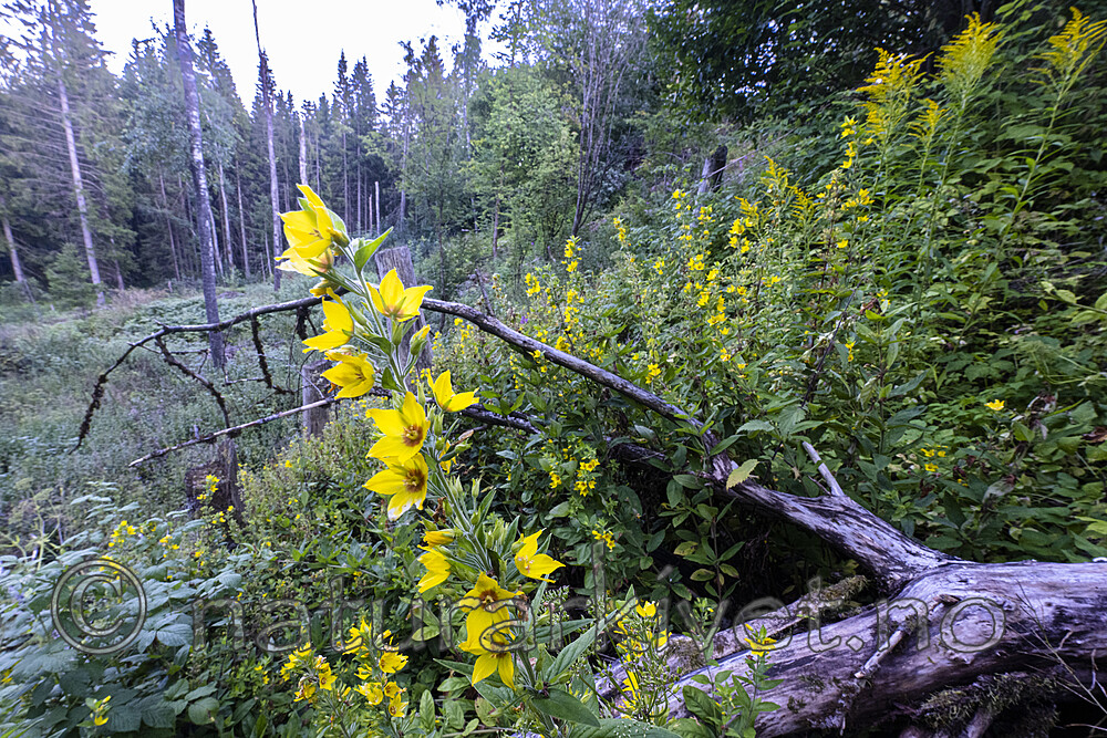 BB_20220808_0012 / Lysimachia punctata / Fagerfredløs <br /> Solidago canadensis / Kanadagullris