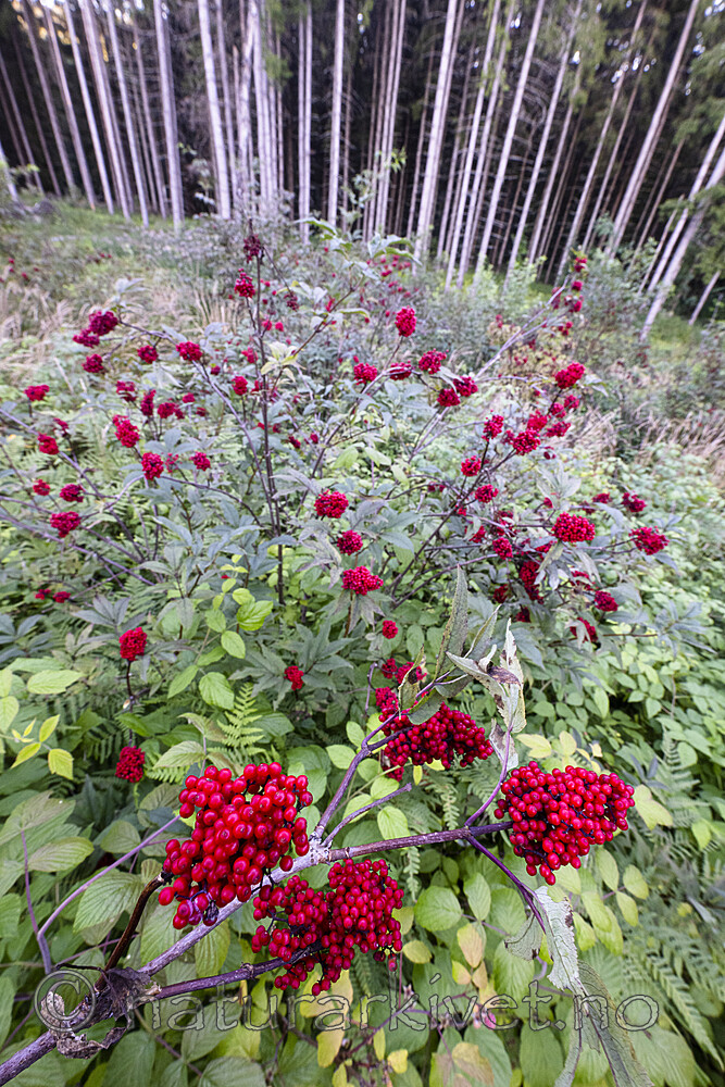 BB_20220808_0021 / Sambucus racemosa / Rødhyll