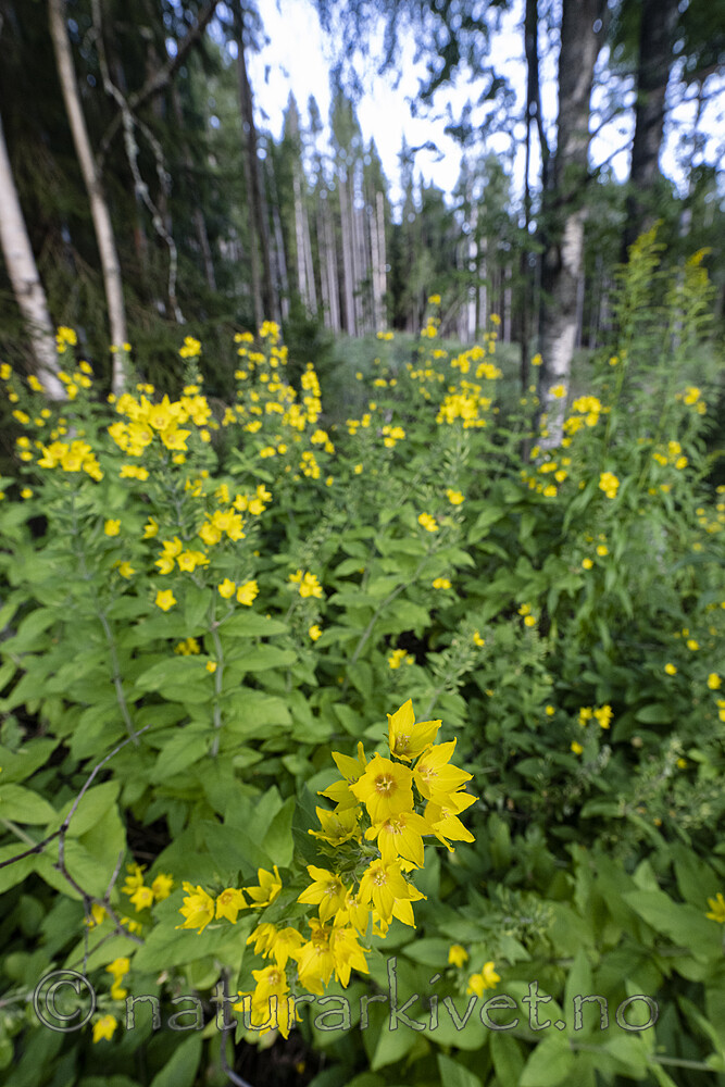BB_20220808_0025 / Lysimachia punctata / Fagerfredløs