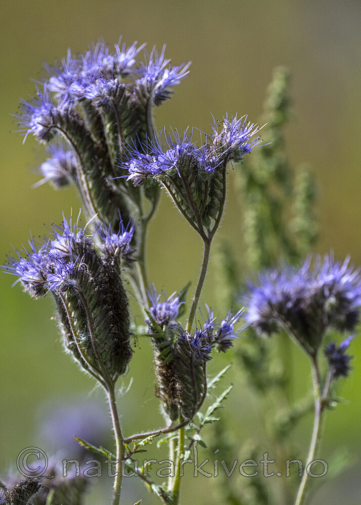 BB_20220823_0013 / Phacelia tanacetifolia / Honningurt
