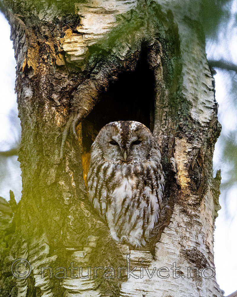 BB_20220905_0010 / Strix aluco / Kattugle