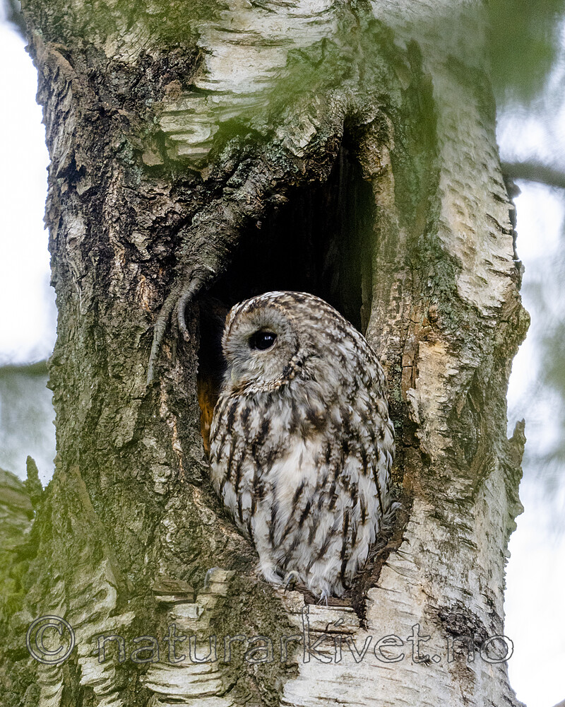 BB_20220905_0021-2 / Betula pubescens / Bjørk <br /> Strix aluco / Kattugle