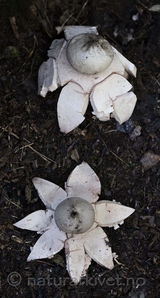 BB_20220925_0020 / Geastrum rufescens / Rødbrun jordstjerne