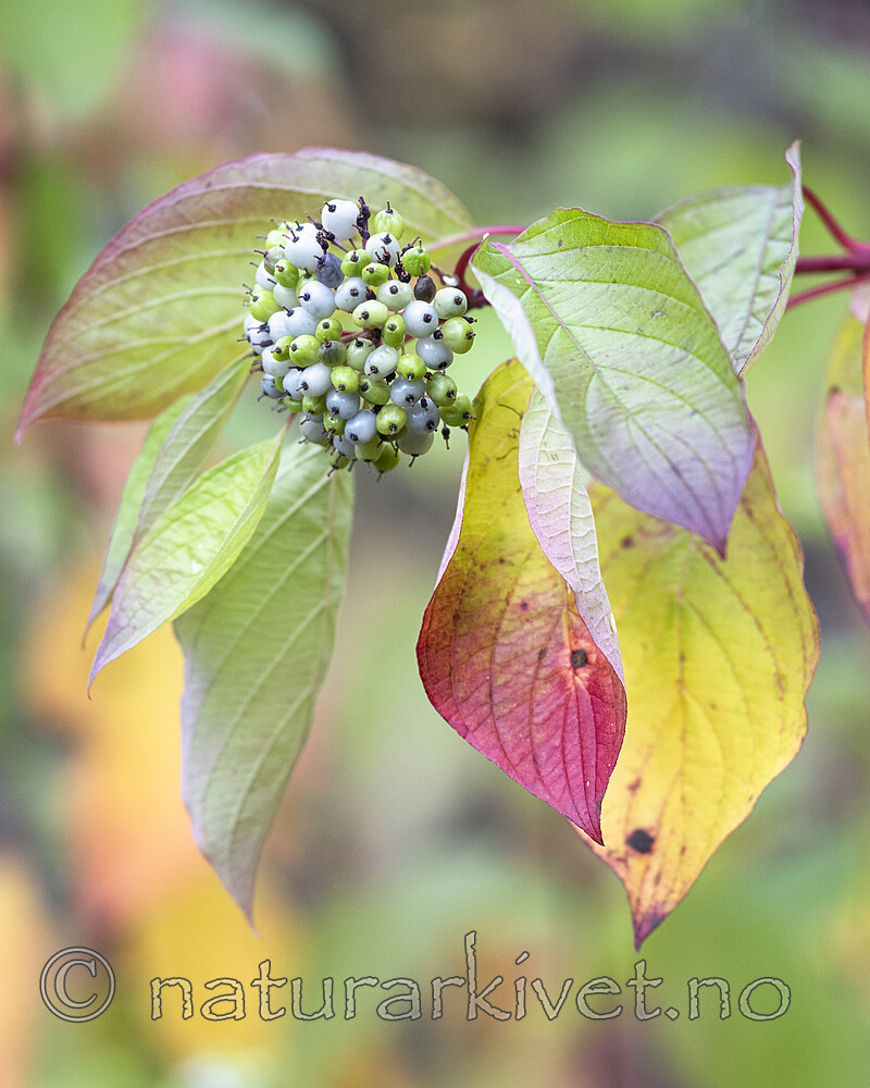 BB_20221010_0002 / Swida alba / Sibirkornell