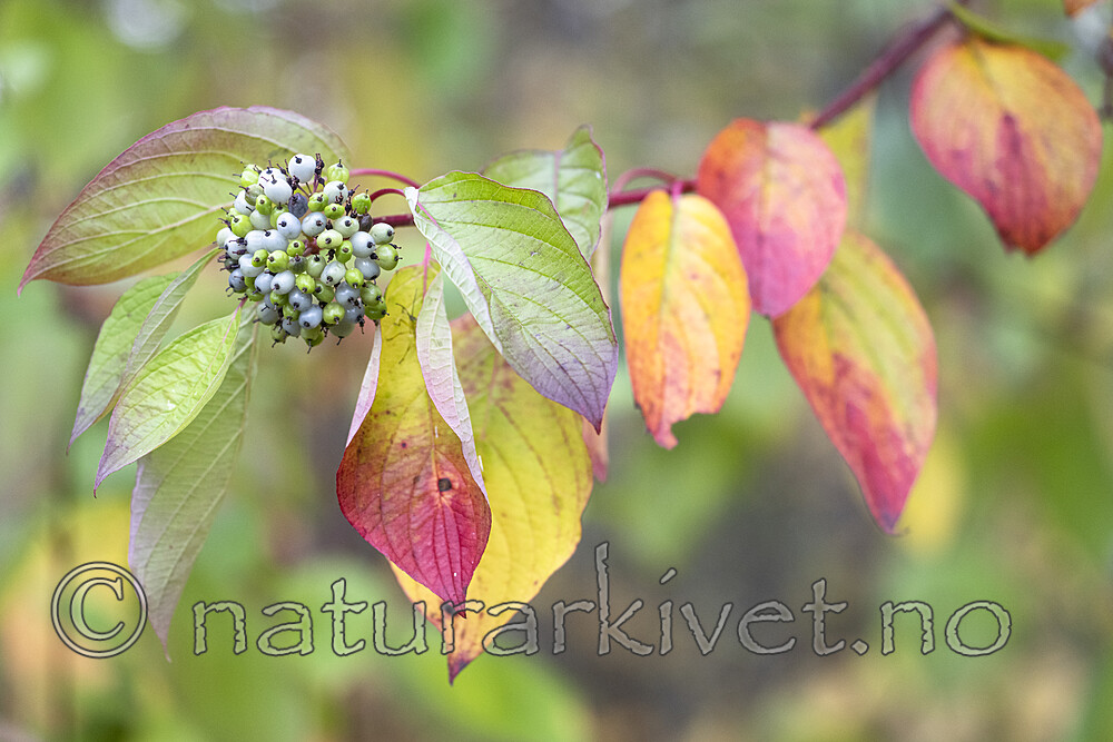 BB_20221010_0003 / Swida alba / Sibirkornell