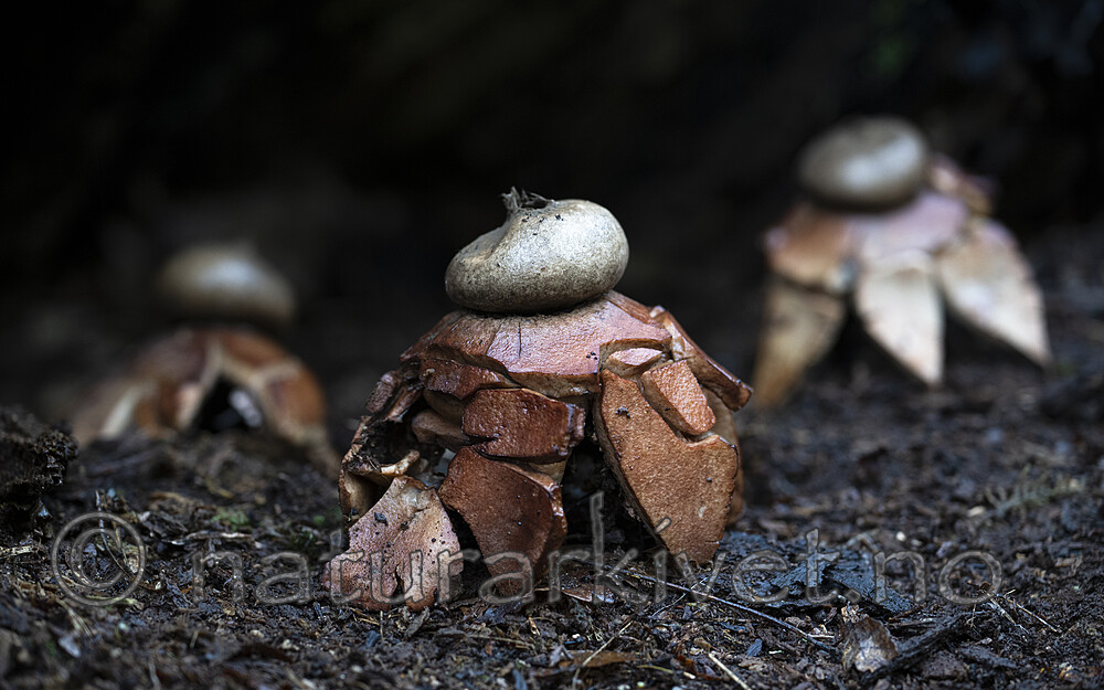 BB_20221013_0001 / Geastrum rufescens / Rødbrun jordstjerne