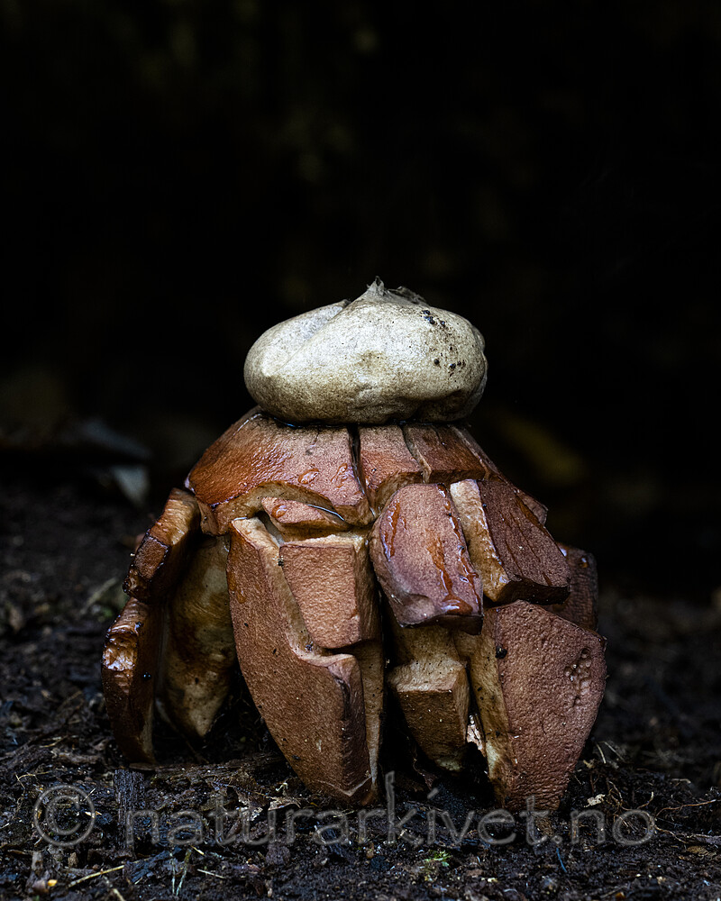 BB_20221014_0004 / Geastrum rufescens / Rødbrun jordstjerne