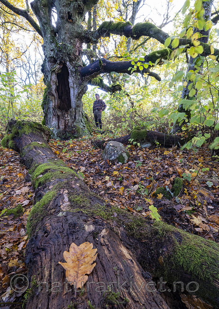 BB_20221016_0014 / Quercus robur / Sommereik