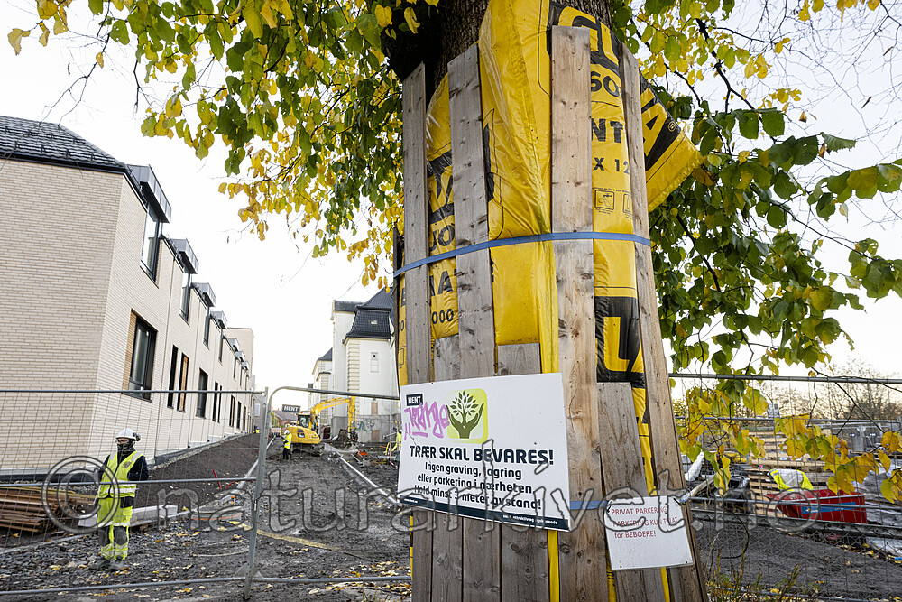 BB_20221019_0006 / Ulmus glabra / Alm