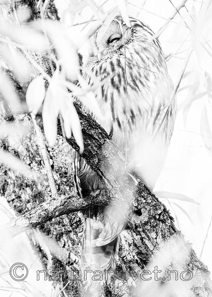 BB_20221112_0037-2 / Strix uralensis / Slagugle