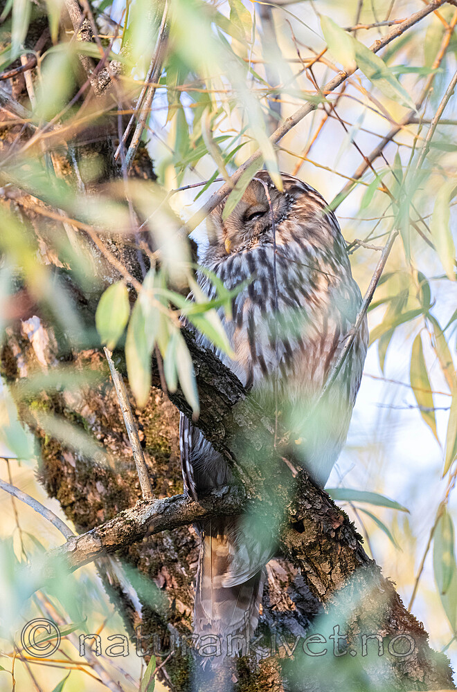 BB_20221112_0037 / Strix uralensis / Slagugle