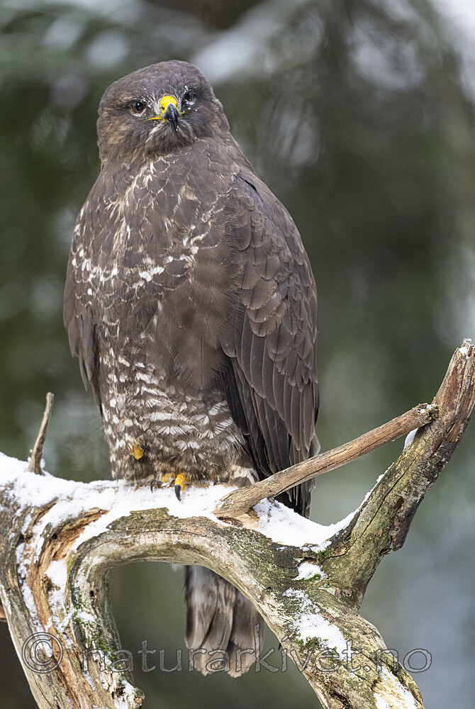 BB_20221209_0041 / Buteo buteo / Musvåk