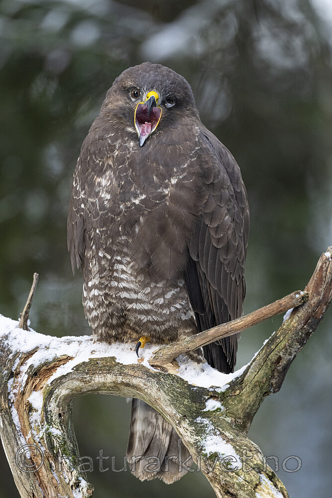 BB_20221209_0056 / Buteo buteo / Musvåk