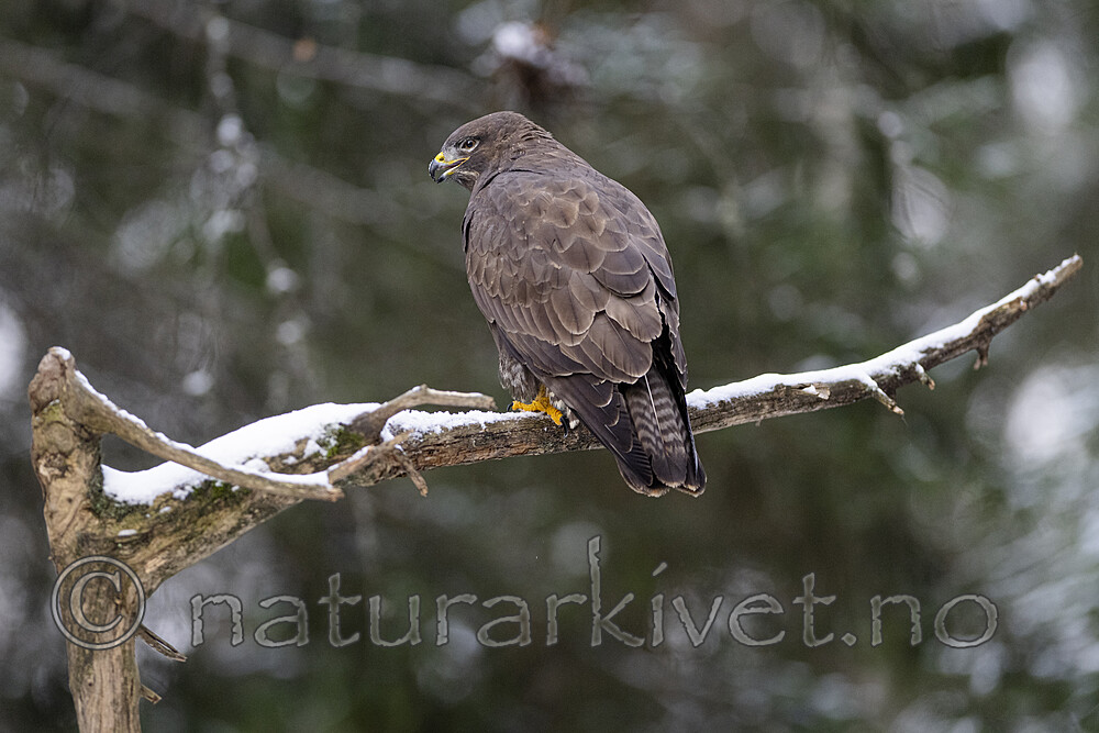 BB_20221209_0116 / Buteo buteo / Musvåk