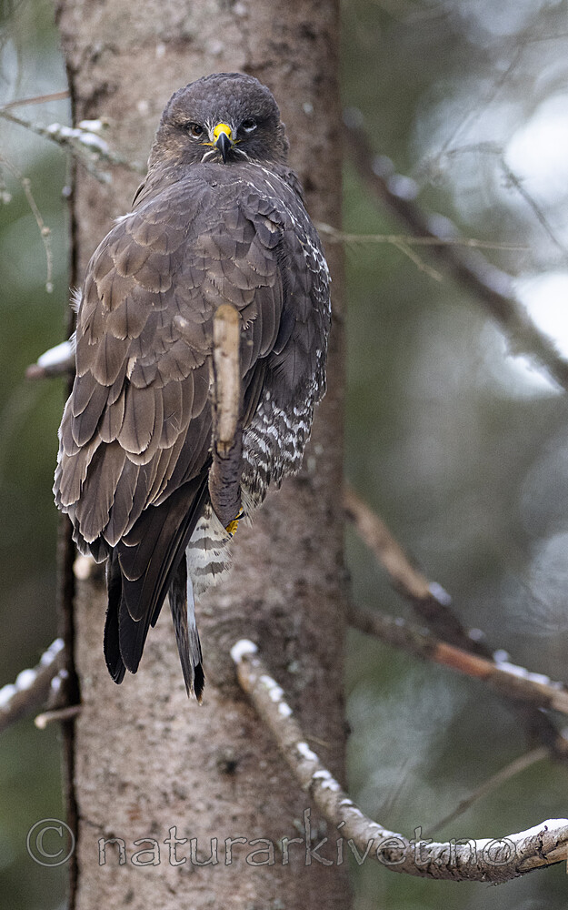 BB_20221209_0585 / Buteo buteo / Musvåk