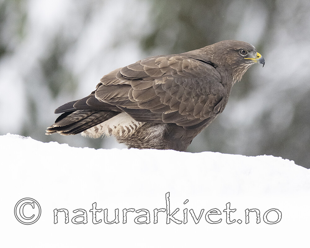 BB_20221219_0256 / Buteo buteo / Musvåk