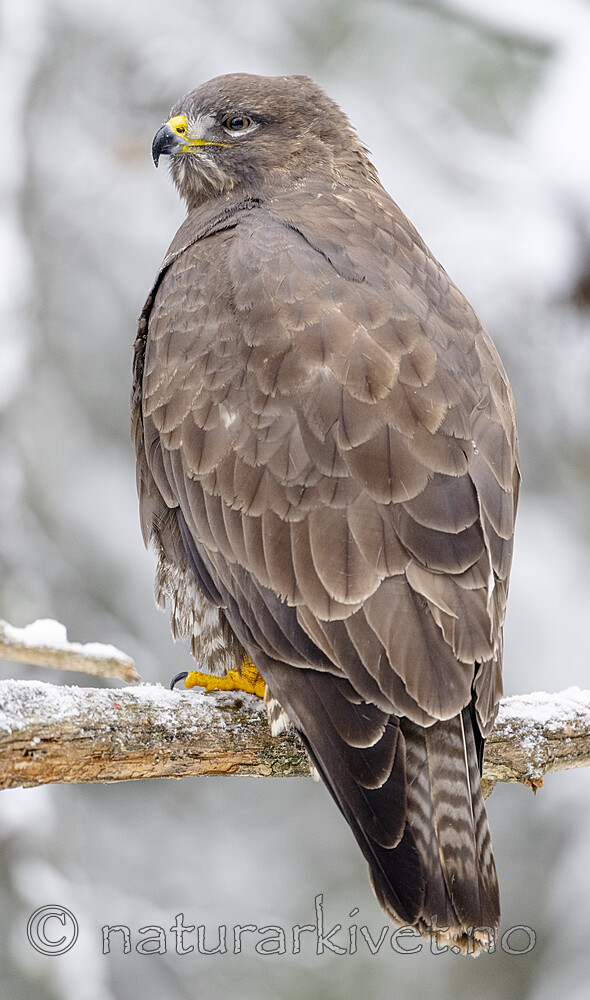 BB_20221219_0349 / Buteo buteo / Musvåk