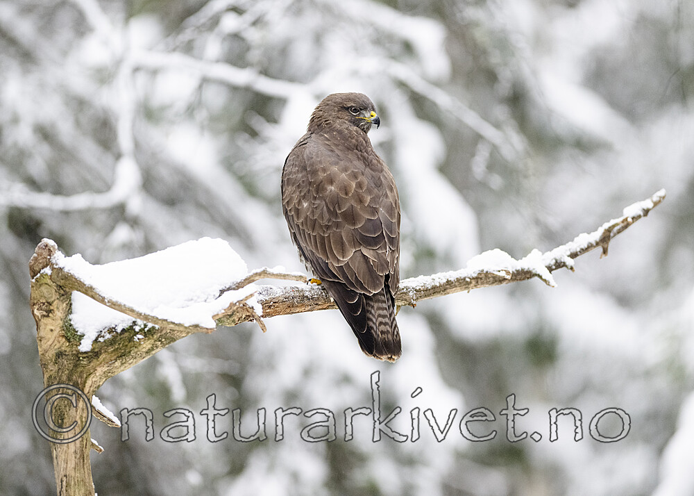 BB_20221219_0351 / Buteo buteo / Musvåk