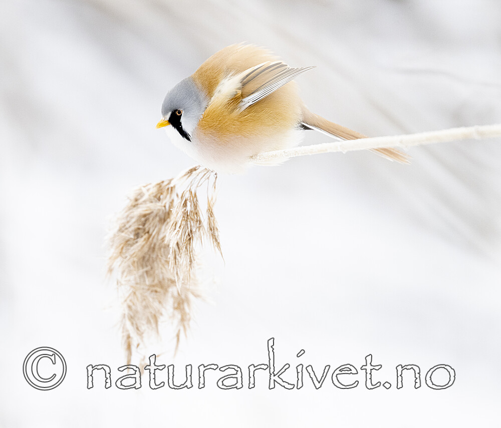 BB_20230121_0534 / Panurus biarmicus / Skjeggmeis