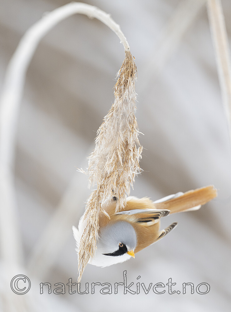 BB_20230121_1141 / Panurus biarmicus / Skjeggmeis