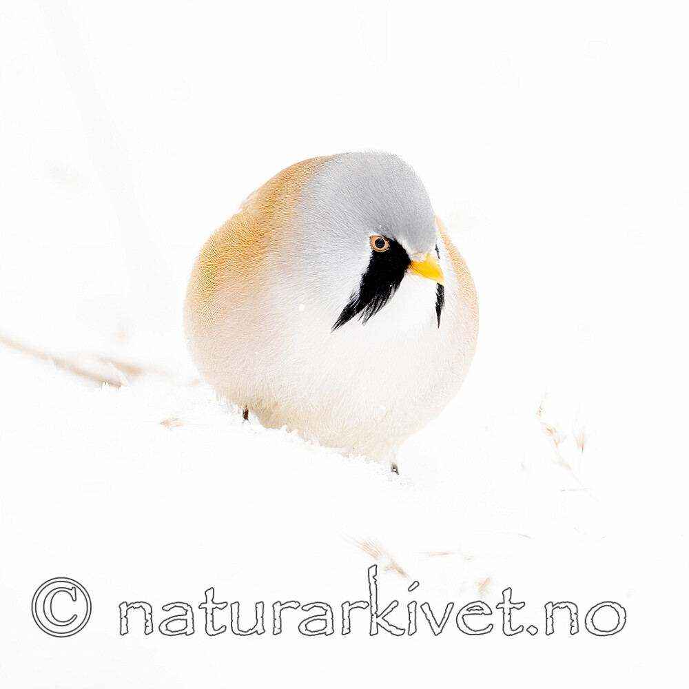 BB_20230121_1232 / Panurus biarmicus / Skjeggmeis