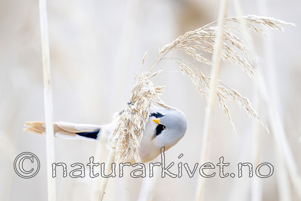 BB_20230121_1336 / Panurus biarmicus / Skjeggmeis