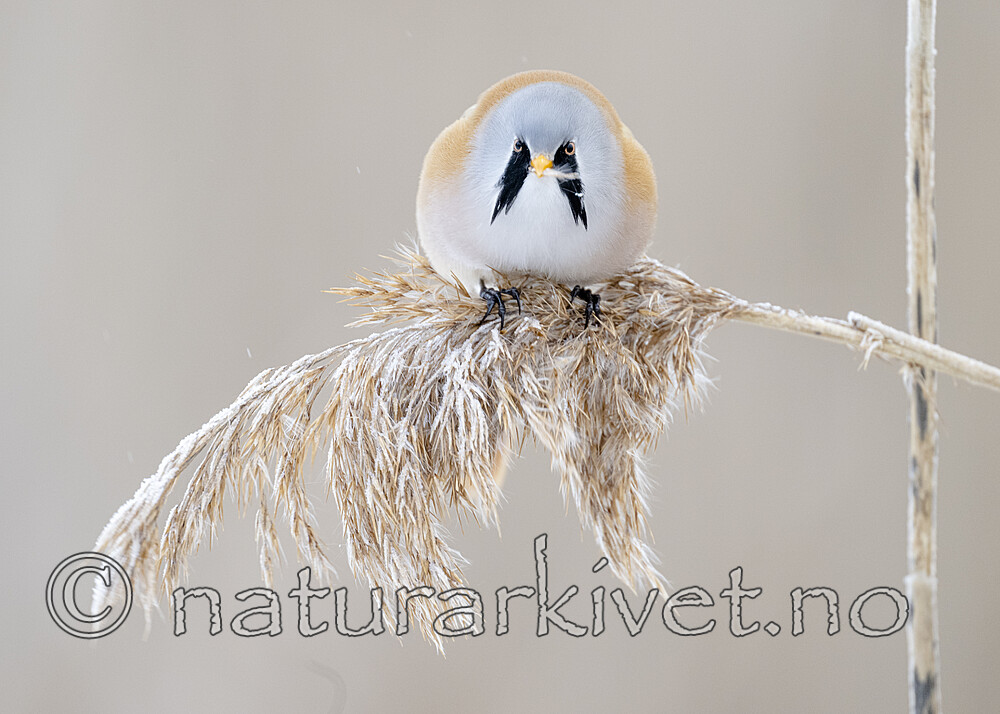 BB_20230121_1394 / Panurus biarmicus / Skjeggmeis