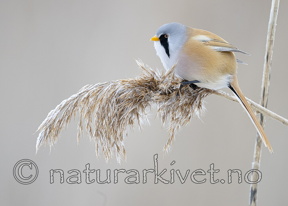 BB_20230121_1478 / Panurus biarmicus / Skjeggmeis