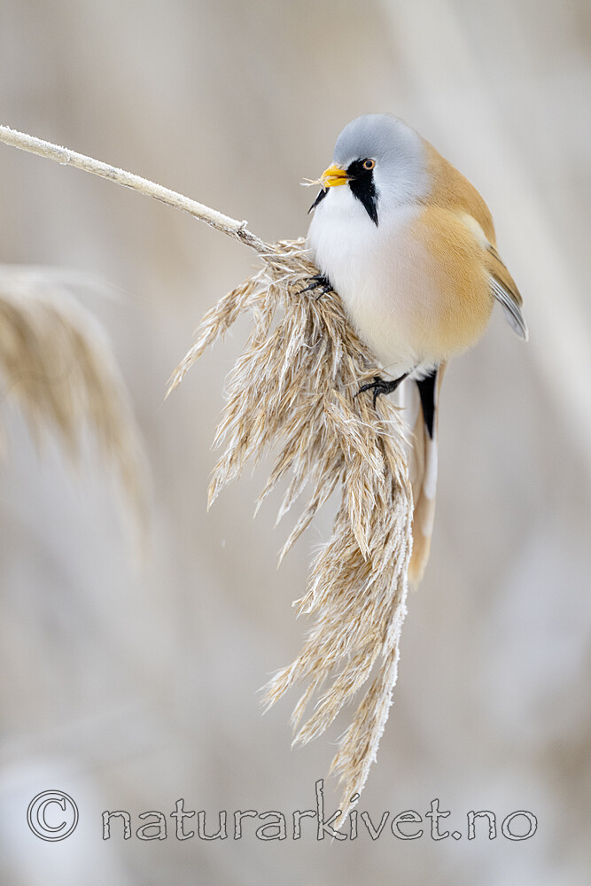 BB_20230121_1746 / Panurus biarmicus / Skjeggmeis