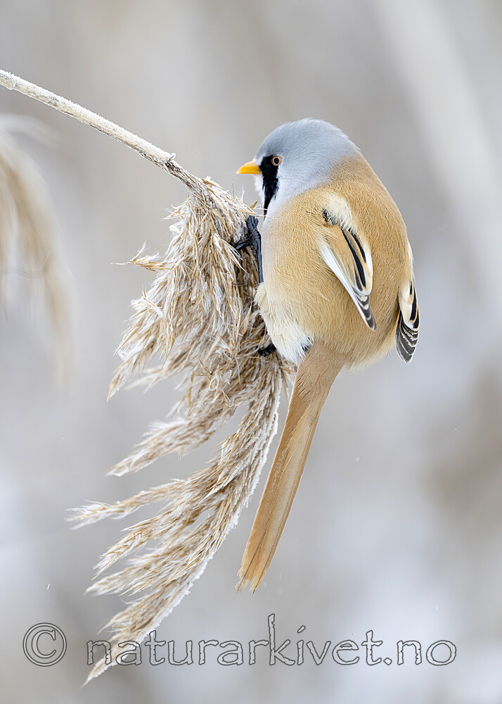BB_20230121_1802 / Panurus biarmicus / Skjeggmeis