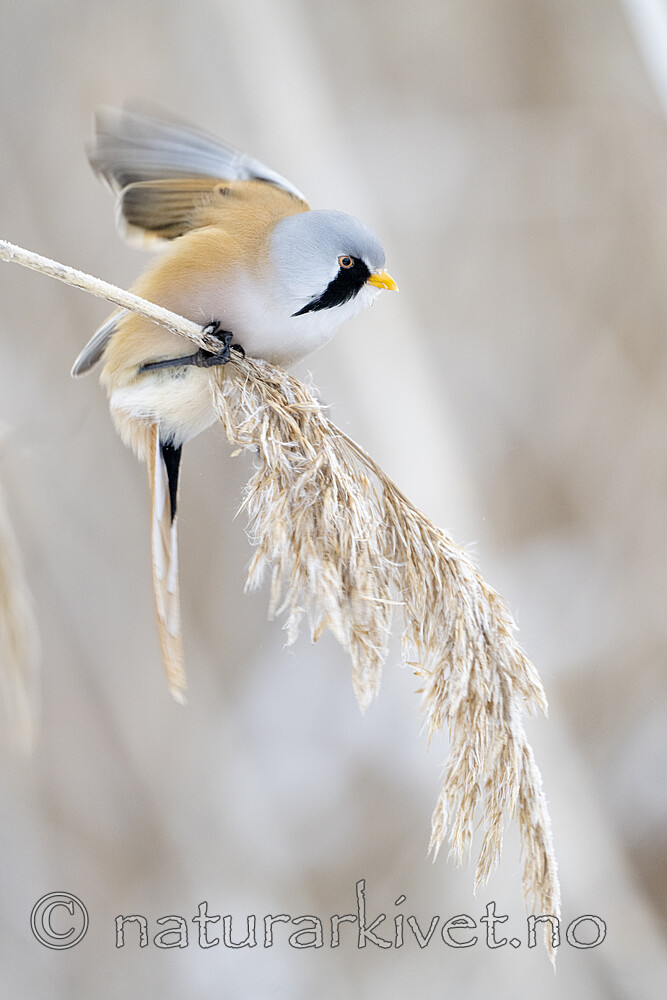 BB_20230121_1973 / Panurus biarmicus / Skjeggmeis
