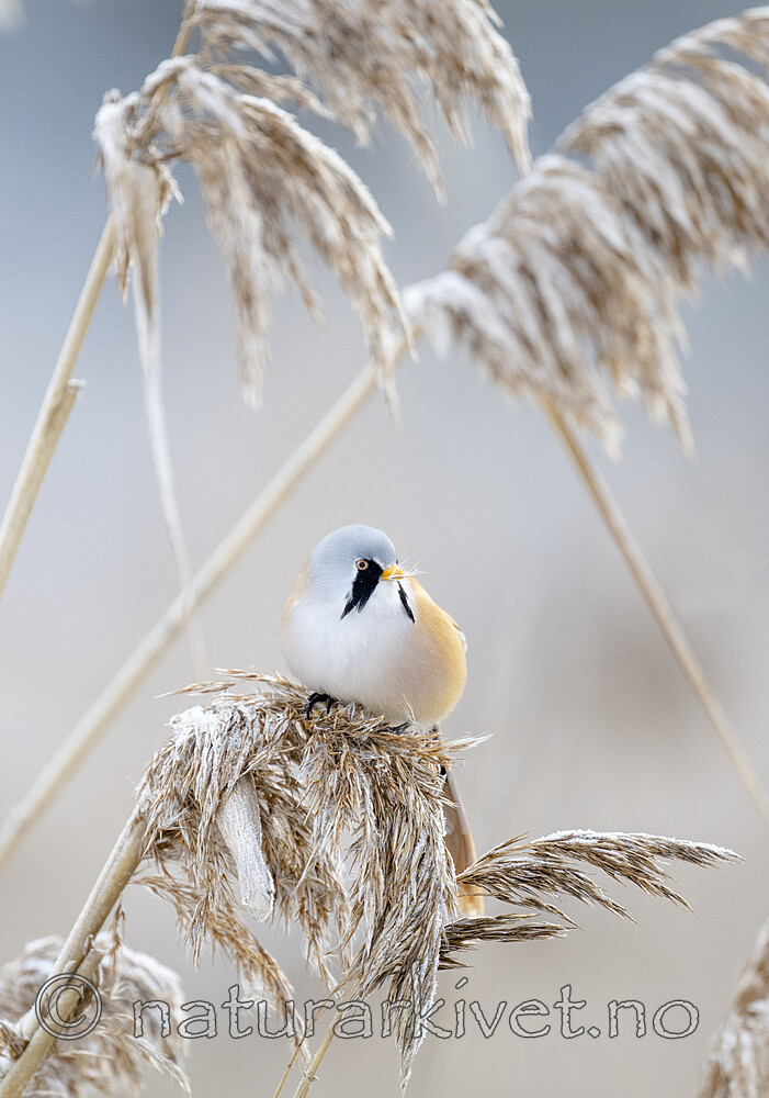 BB_20230121_2186 / Panurus biarmicus / Skjeggmeis