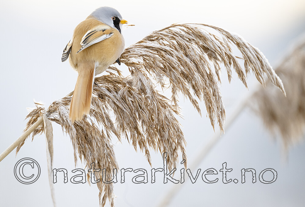 BB_20230121_2240 / Panurus biarmicus / Skjeggmeis