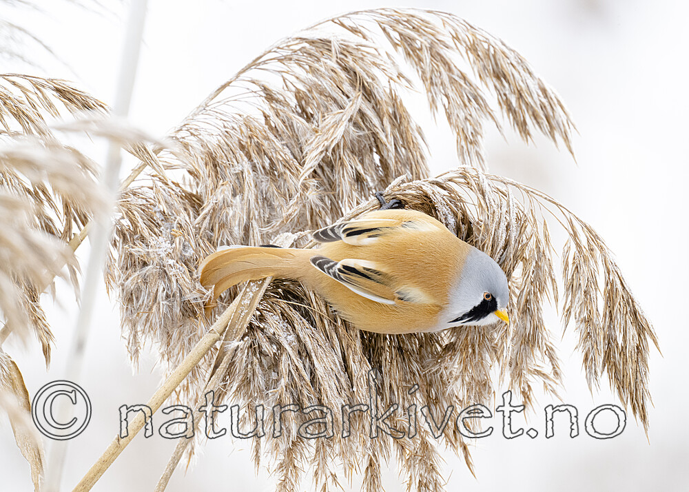 BB_20230121_2356 / Panurus biarmicus / Skjeggmeis