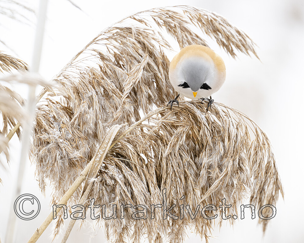 BB_20230121_2366 / Panurus biarmicus / Skjeggmeis