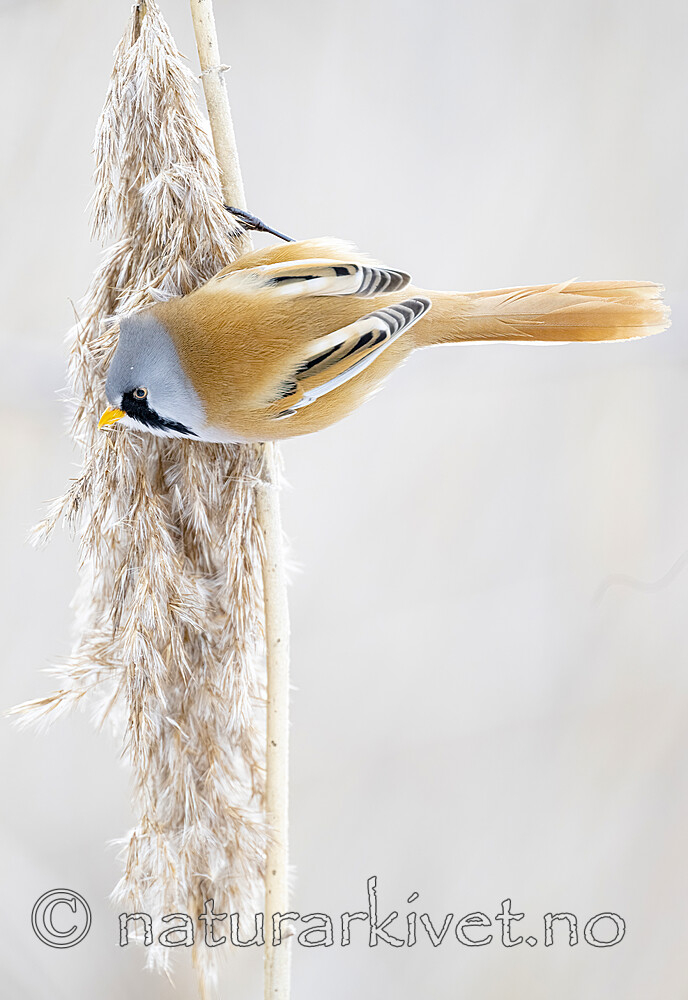 BB_20230121_2549 / Panurus biarmicus / Skjeggmeis