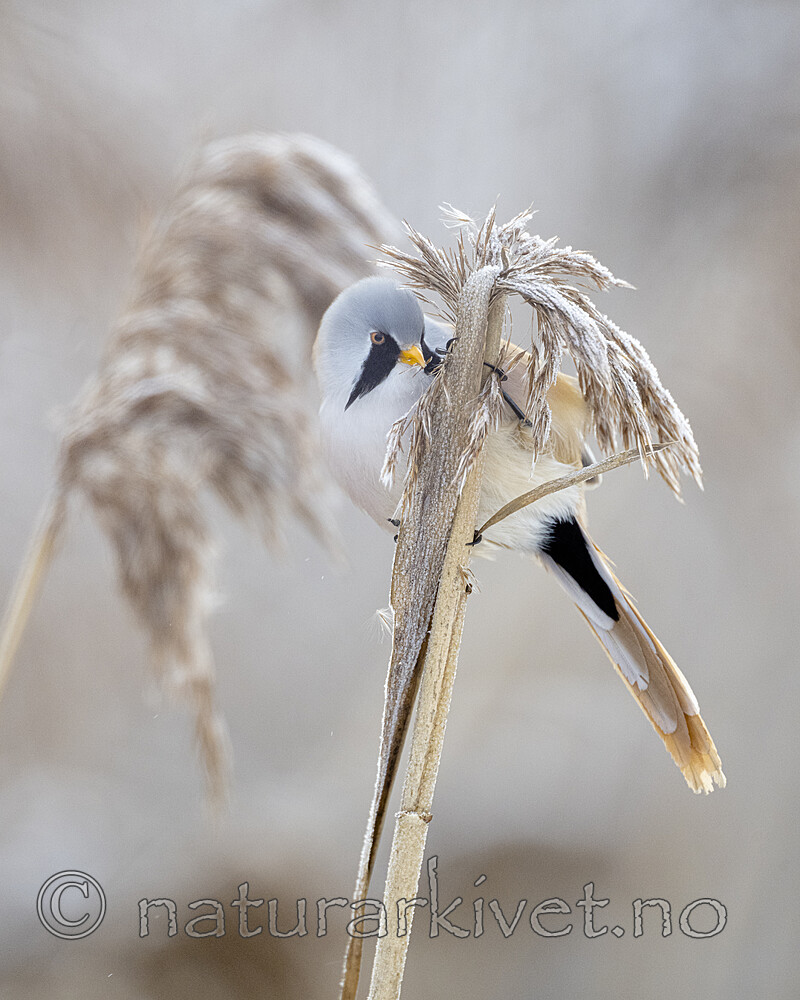 BB_20230121_2621 / Panurus biarmicus / Skjeggmeis