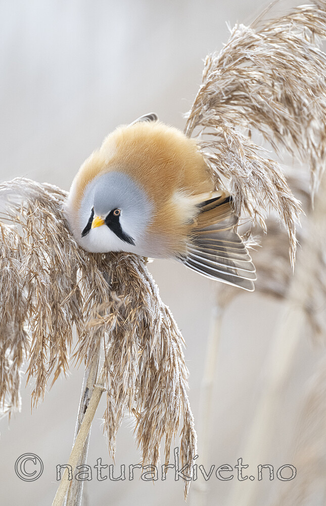 BB_20230121_2799 / Panurus biarmicus / Skjeggmeis