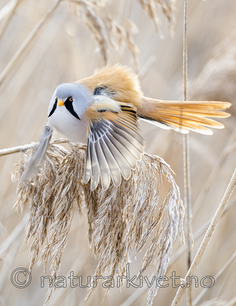 BB_20230121_2892 / Panurus biarmicus / Skjeggmeis