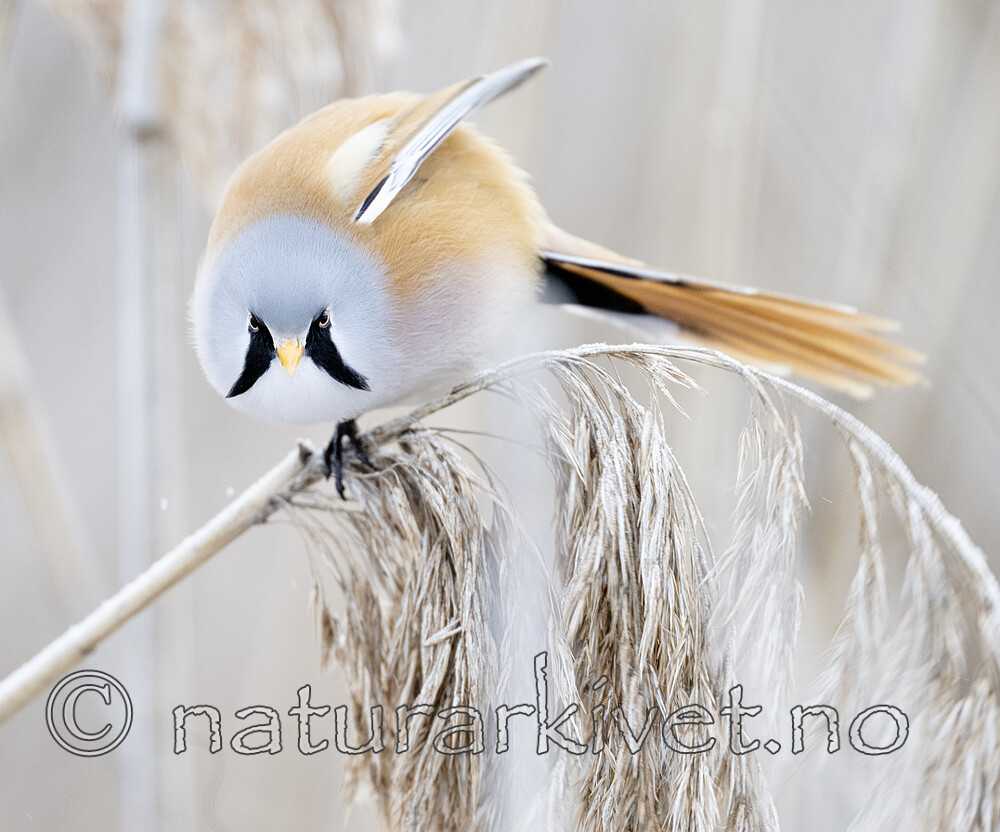 BB_20230121_3065 / Panurus biarmicus / Skjeggmeis